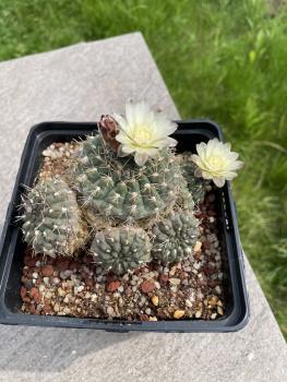 Gymnocalycium uebelmannianusGymnocalycium uebelmannianusvispinum